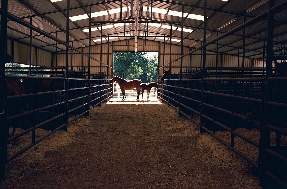 Zwei Pferde stehen am Eingang eines Stalls, Texas, USA