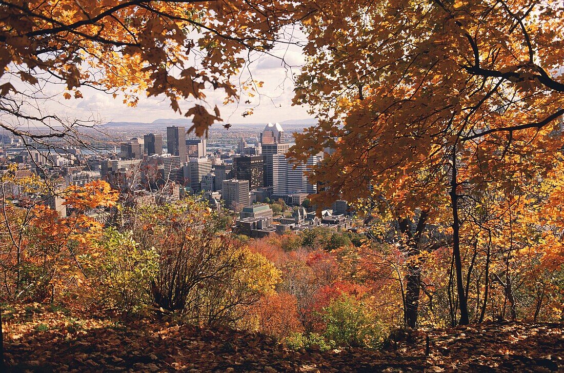 Skyscrapers in a city, Montreal, Quebec, Canada