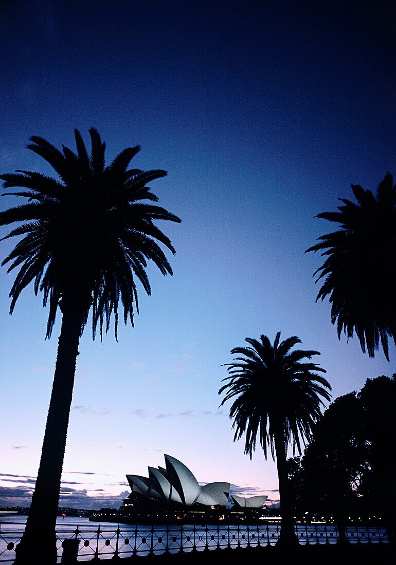Silhouette of palm trees with an opera house in the background, Sydney Opera House, Sydney, New South Wales, Australia