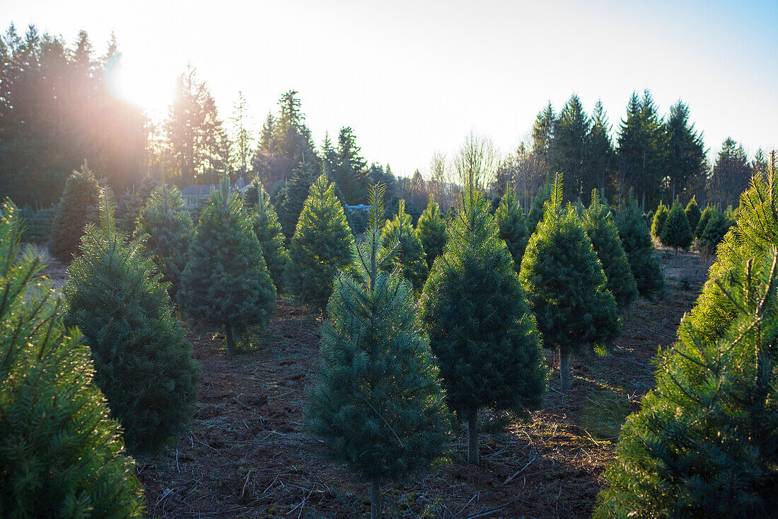 Hintergrundbeleuchtete, kleine Edeltannen-Weihnachtsbäume auf einer Farm in Oregon.