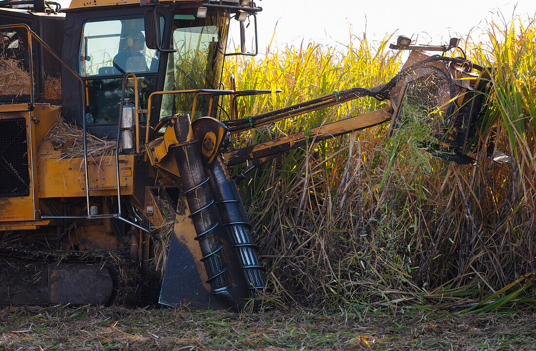 Heavy machinery harvesting mature sugarcane into mobile cage