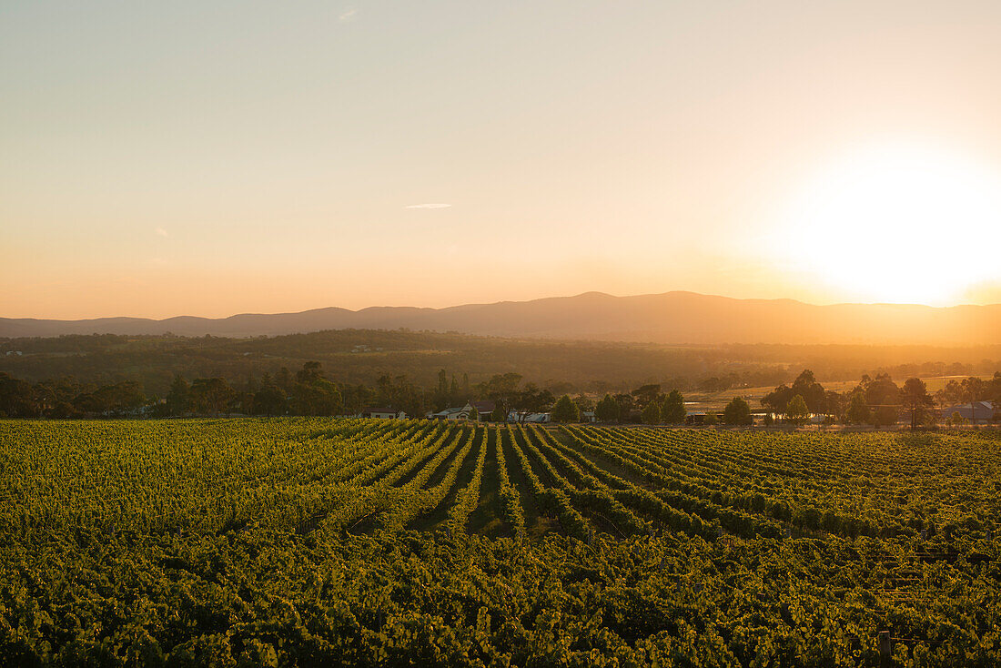 Sun setting over hills behind Vineyard