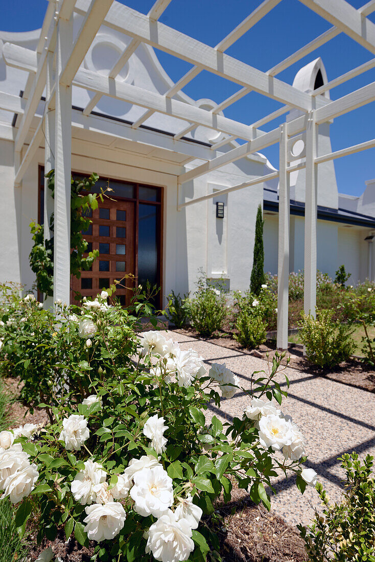 White pergola and white roses leading to front entrance of cape dutch style homestead at winery