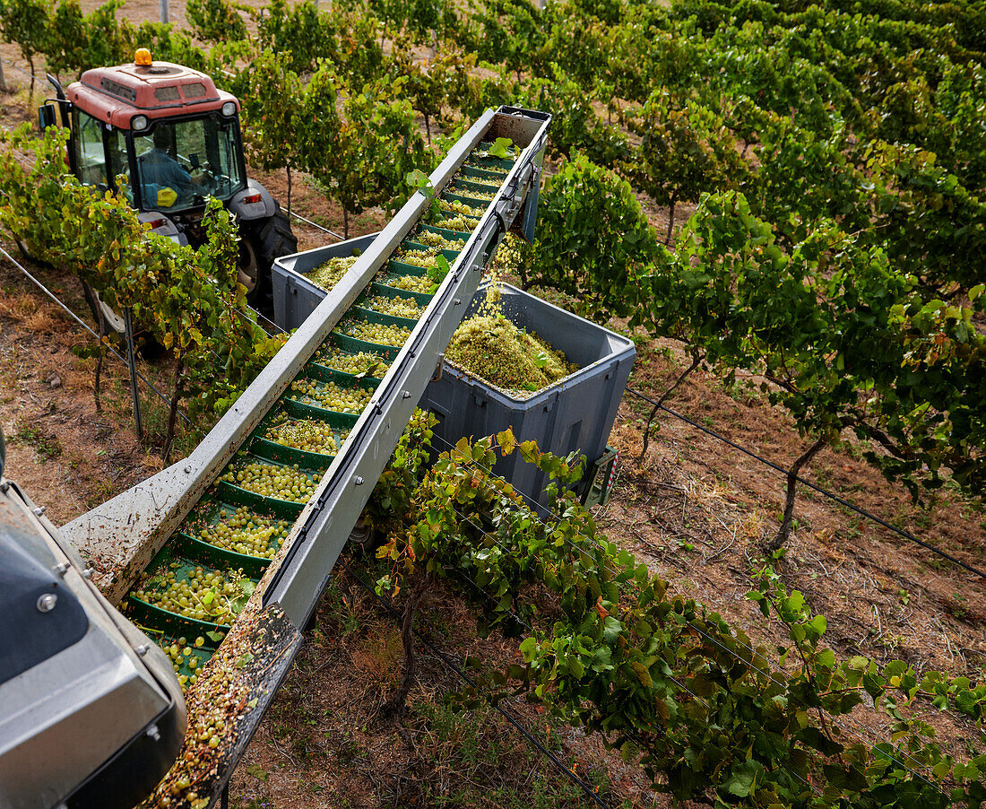 Machines harvesting grapes and conveyer belt transporting them into waiting bins