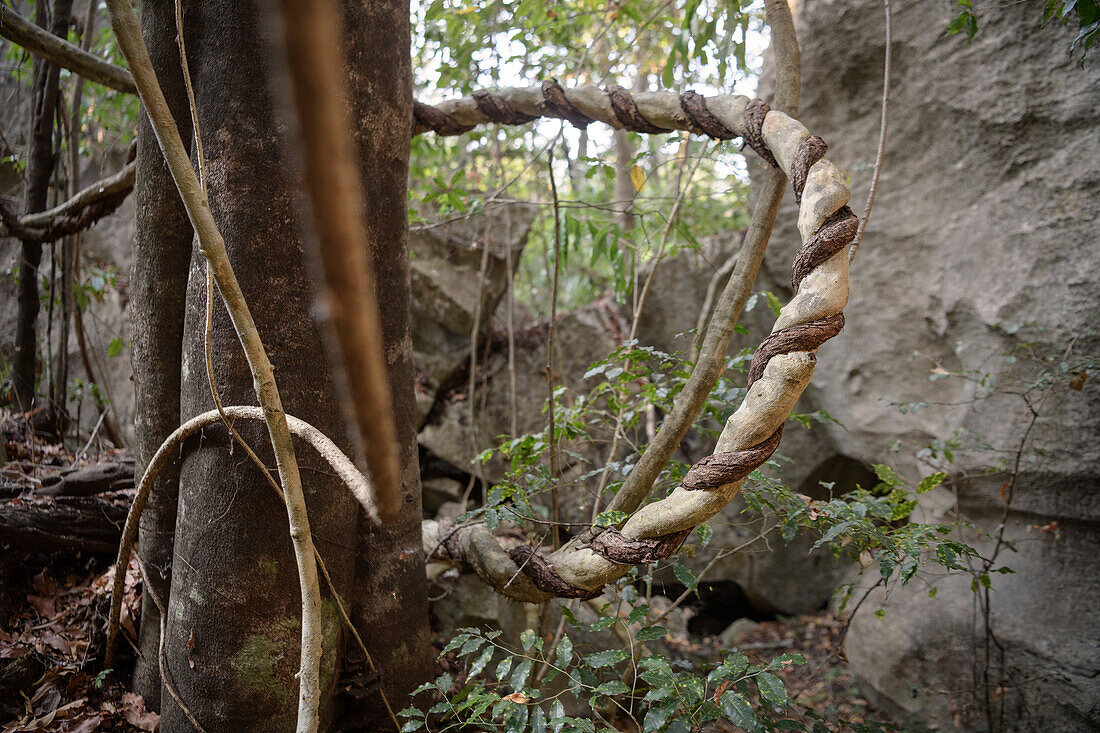 verknotete Baum Wurzeln, Nationalpark Tsingy de Bemaraha, Madagaskar, Provinz Mahajanga, Afrika, UNESCO Weltnaturerbe