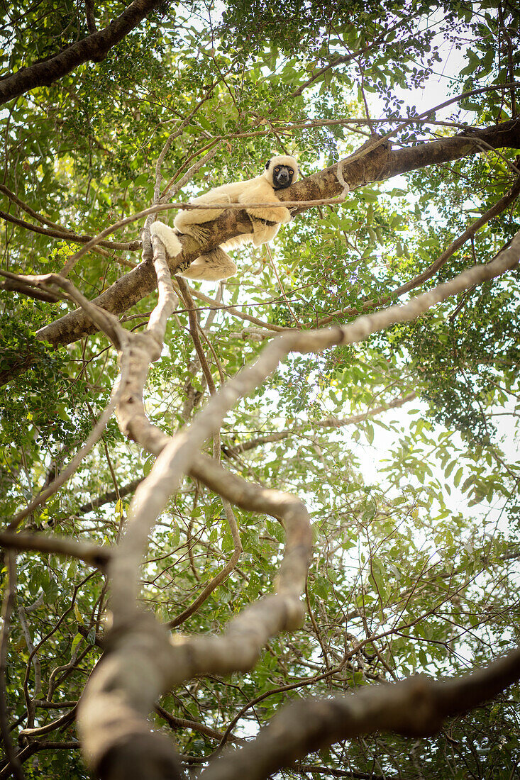Lemur klammert sich an Baum im Nationalpark Tsingy de Bemaraha, Bekopaka, Madagaskar, Provinz Mahajanga, Afrika, UNESCO Weltnaturerbe