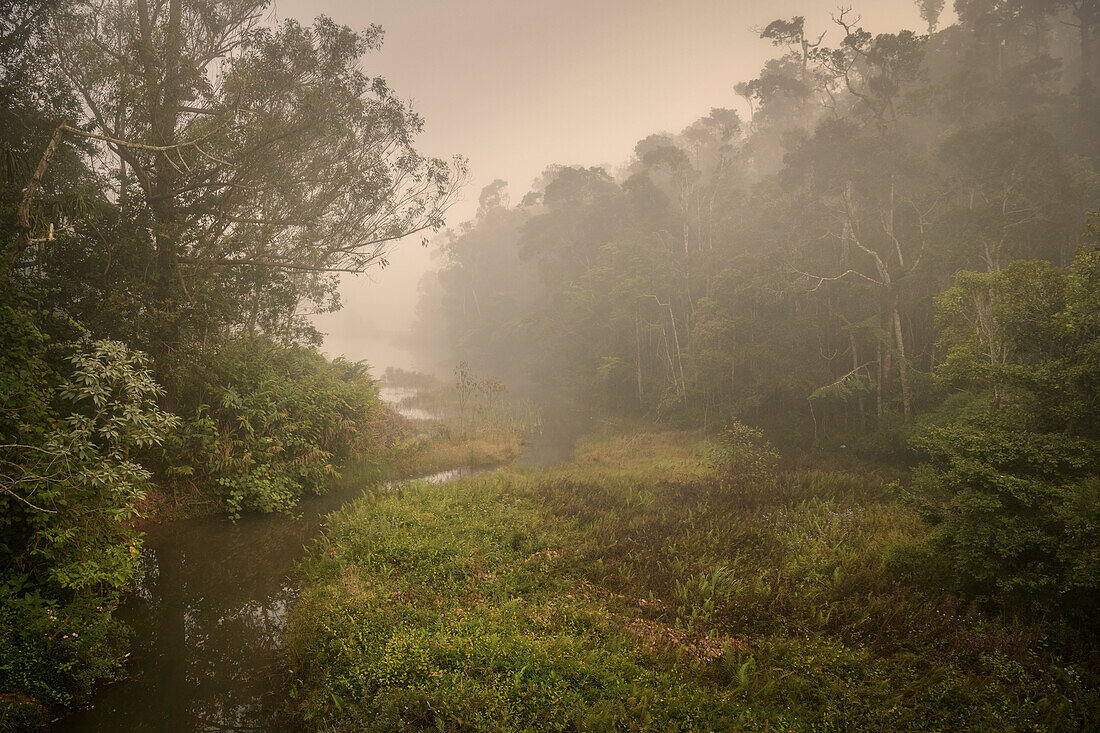 Andasibe Mantadia Nationalpark, Zentrales Hochland, Madagaskar, Afrika