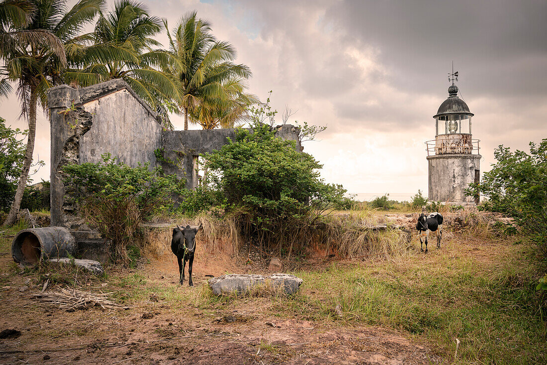 Zebus weiden beim Phare Pointe Blévec Leuchtturm, Nosy Nato, Ile aux Nattes, Madagaskar, Indischer Ozean, Afrika