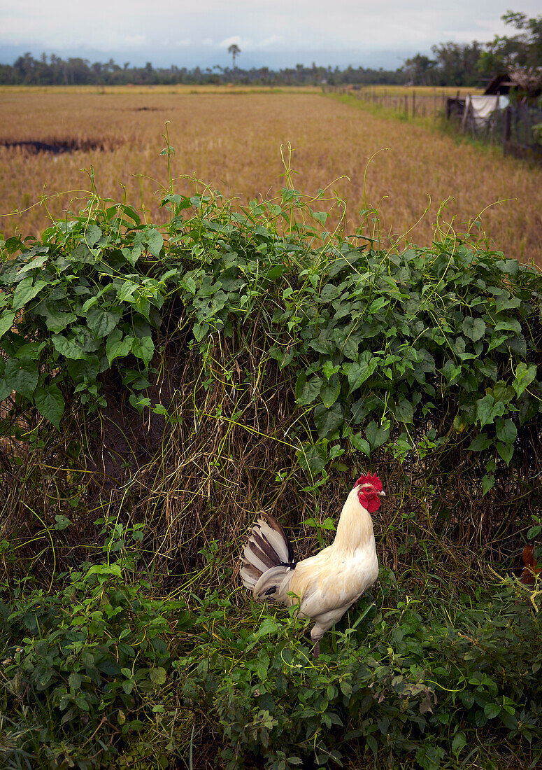 Huhn in ländlicher Landschaft außerhalb von Calapan City - Philippinen