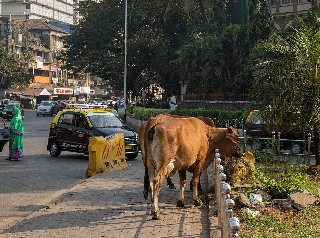 Loose cow wandering in the Mumbai city street looking for food