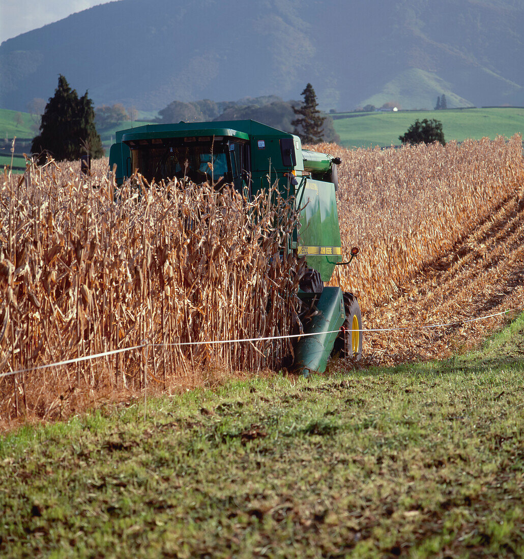 Dreaming Of Harvesting Maize