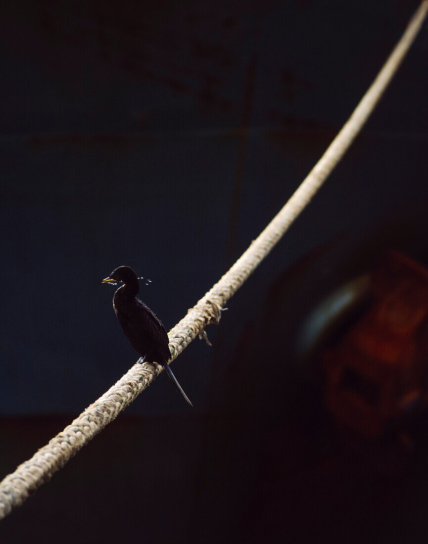 Shag sitting on mooring line of Cargo Ship