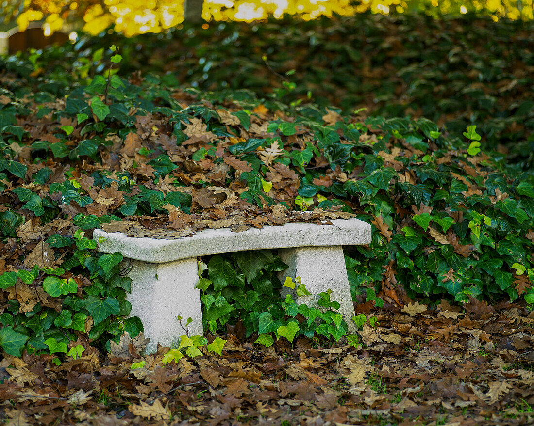 Seat amongst Ivy and oak trees in Autumn