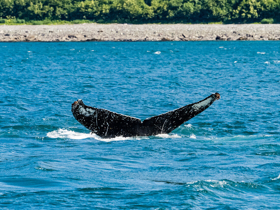 Whale Tails, Humpback Whale (Megaptera novaeangliae) lifts its fluke in Icy Strait, Alaska's Inside Passage