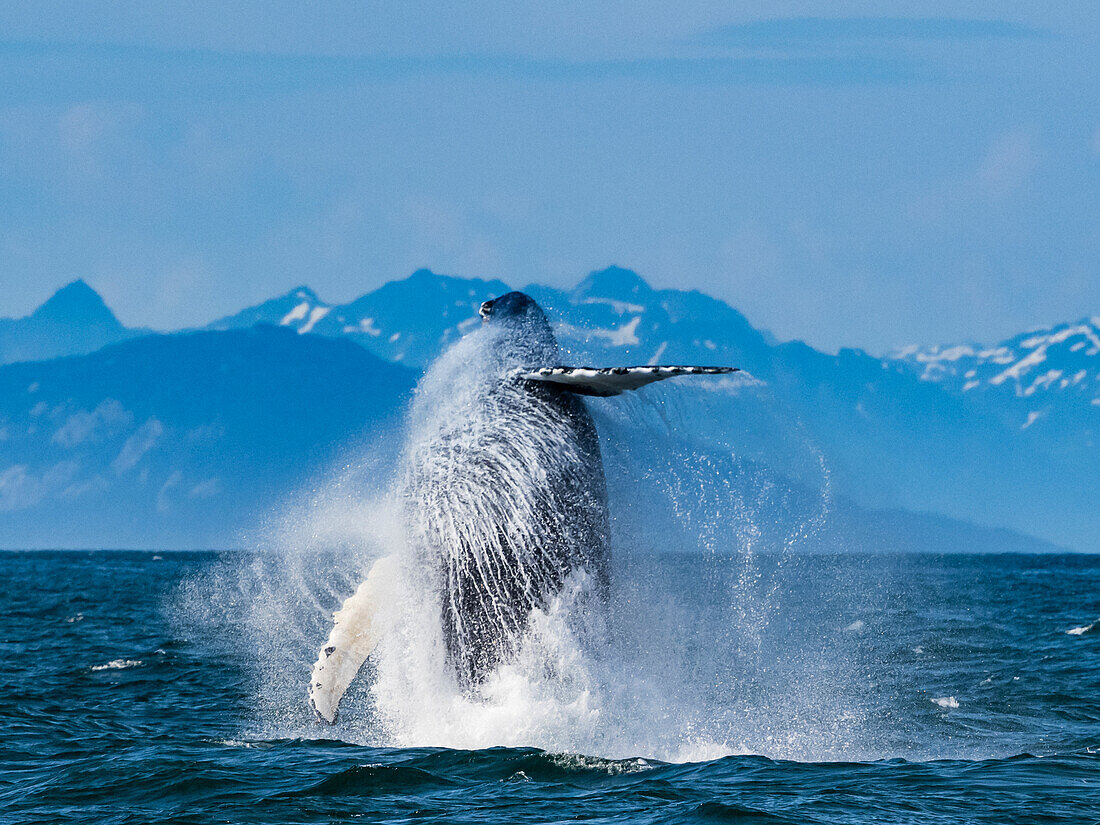 Sequence 4, Breaching Whale, Humpback Whale (Megaptera novaeangliae) jumps above the water in Icy Strait, Alaska's Inside Passage