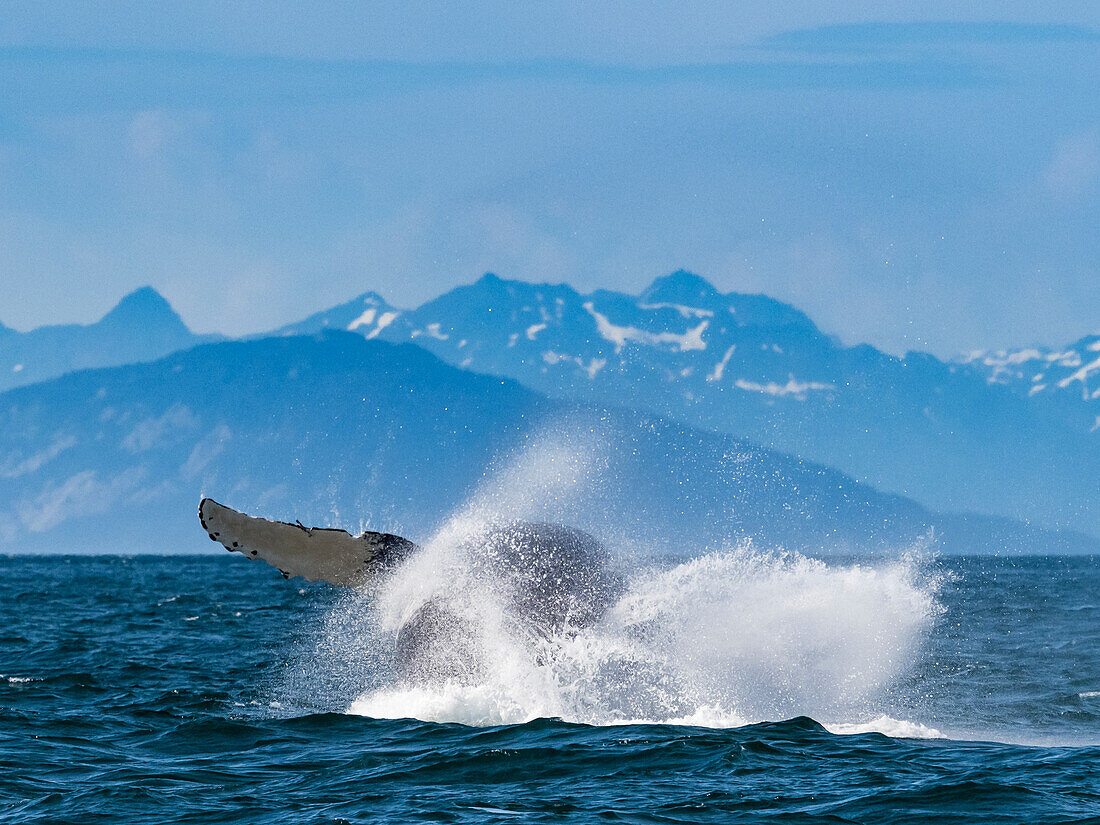 Sequence 10, Breaching Whale, Humpback Whale (Megaptera novaeangliae) jumps above the water in Icy Strait, Alaska's Inside Passage