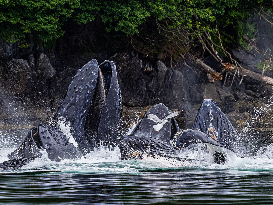 Open mouths, Feeding Humpback Whales (Megaptera novaeangliae) in Chatham Strait, Alaska's Inside Passage