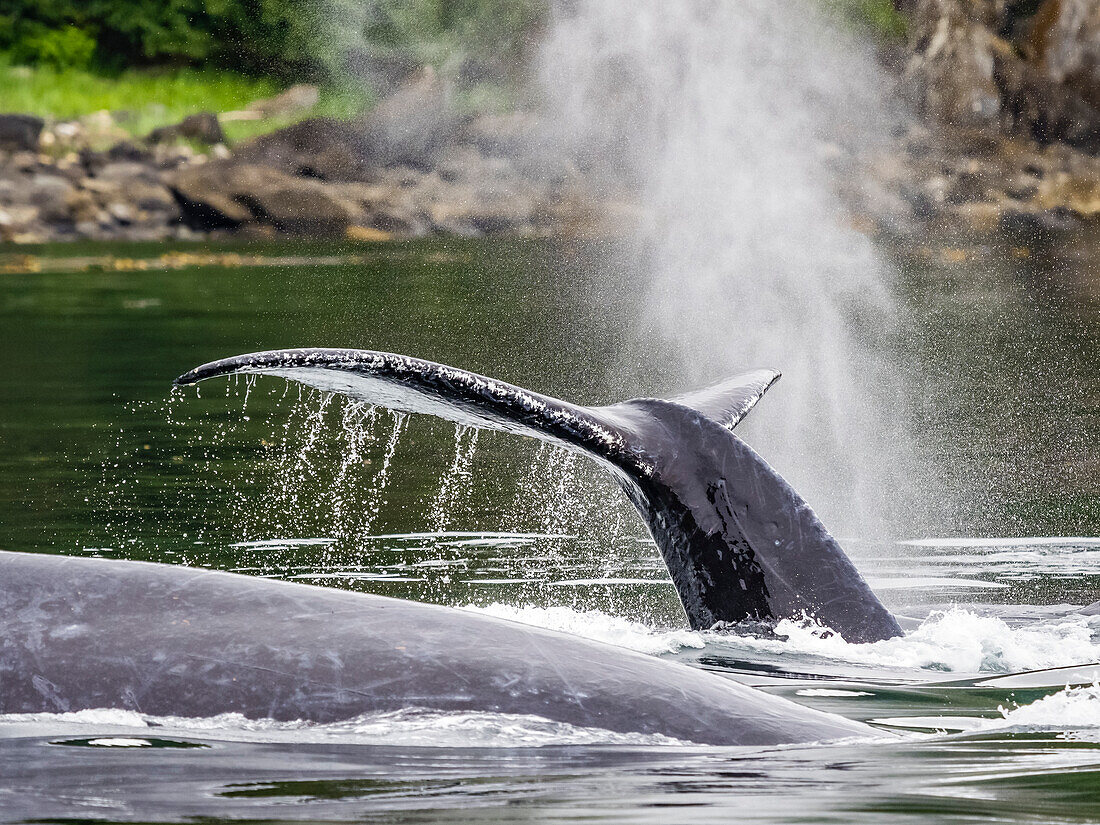 Whale blows, flukes, and fins, Feeding Humpback Whales (Megaptera novaeangliae) in Chatham Strait, Alaska's Inside Passage