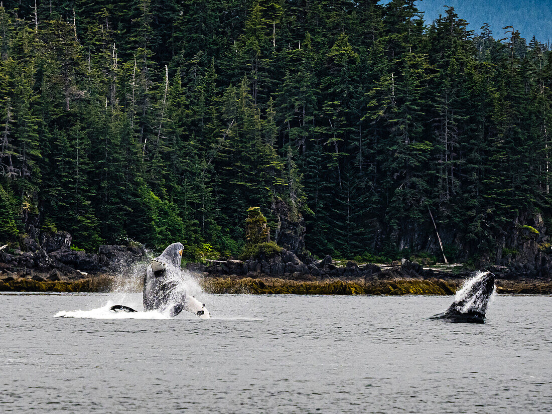 Verletzung von Walen nach der Fütterung von Buckelwalen (Megaptera novaeangliae) in der Chatham Strait, Alaskas Inside Passage
