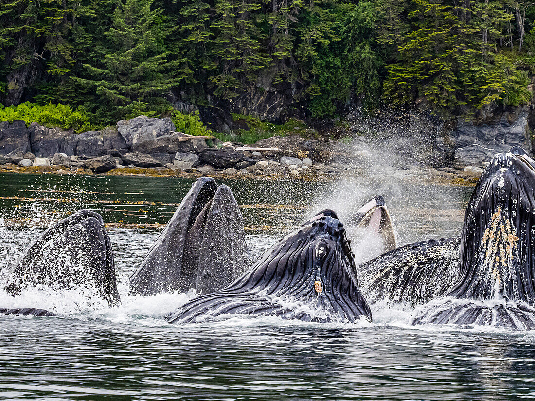 Open mouths, Feeding Humpback Whales (Megaptera novaeangliae) in Chatham Strait, Alaska's Inside Passage
