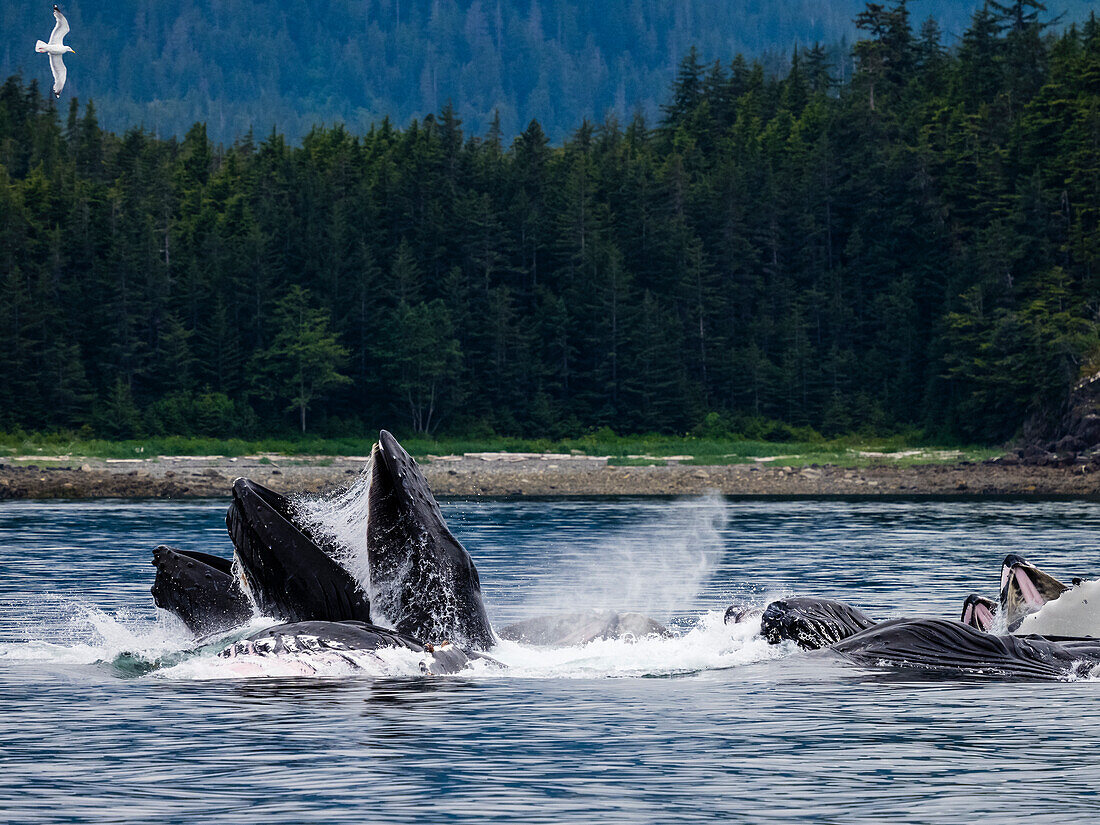 Whale blows and fins, Feeding Humpback Whales (Megaptera novaeangliae) in Chatham Strait, Alaska's Inside Passage