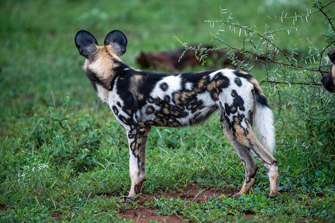Afrikanischer Wildhund (Lycaon pictus) von hinten gesehen mit aufgestellten Ohren