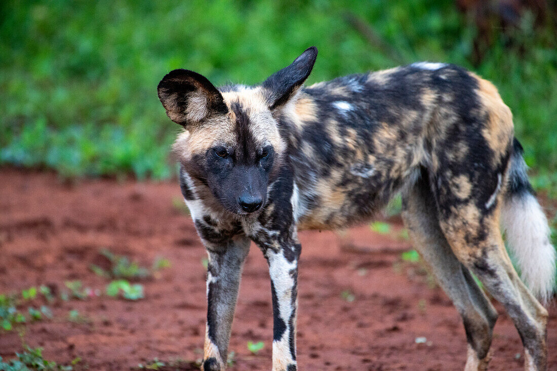 Afrikanischer Wildhund (Lycaon pictus) stehend