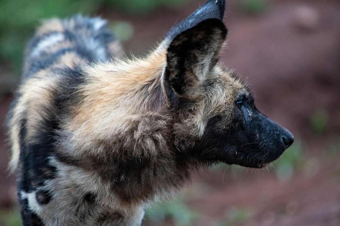 African Wild Dog (Lycaon pictus) looking right