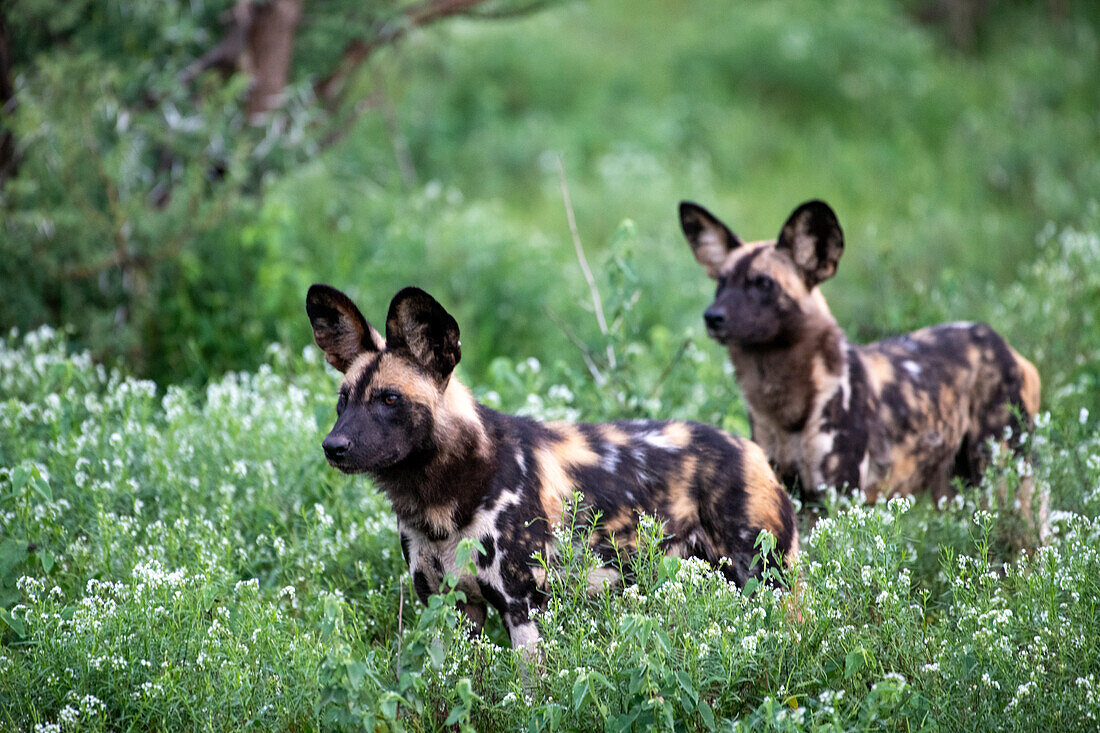 Zwei afrikanische Wildhunde (Lycaon pictus) auf der Jagd