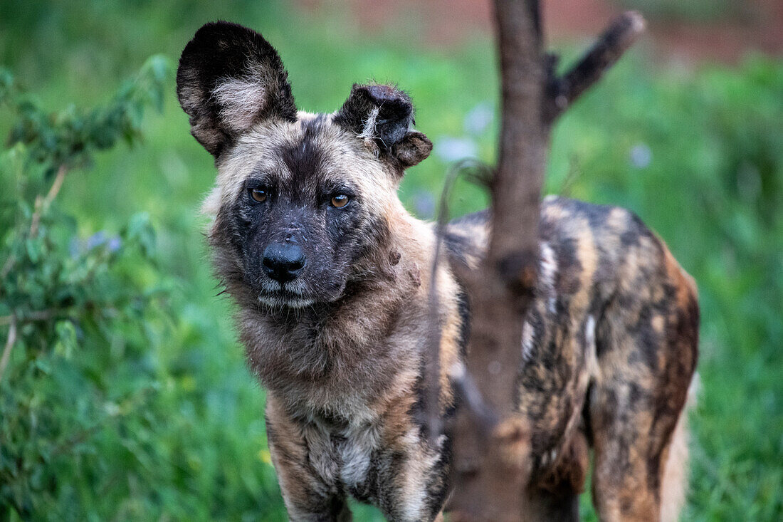 Afrikanischer Wildhund (Lycaon pictus) mit abgerissenem linken Ohr