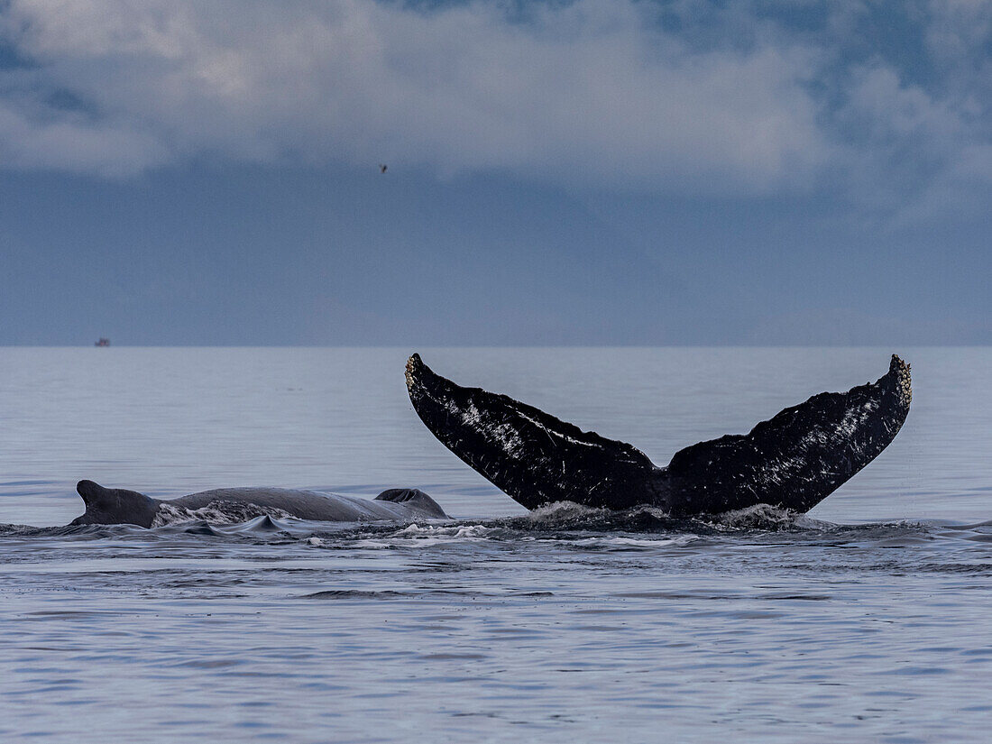 zwei Buckelwale, ein Schwanz, ein Rücken, Warm Springs, Alaska, Bild gemacht unter NMFS-Genehmigung 19703.