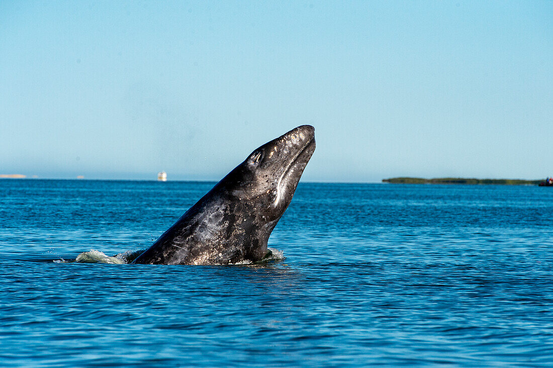 Grauwal (Eschrichtius robustus) durchbricht die Magdalena Bay.