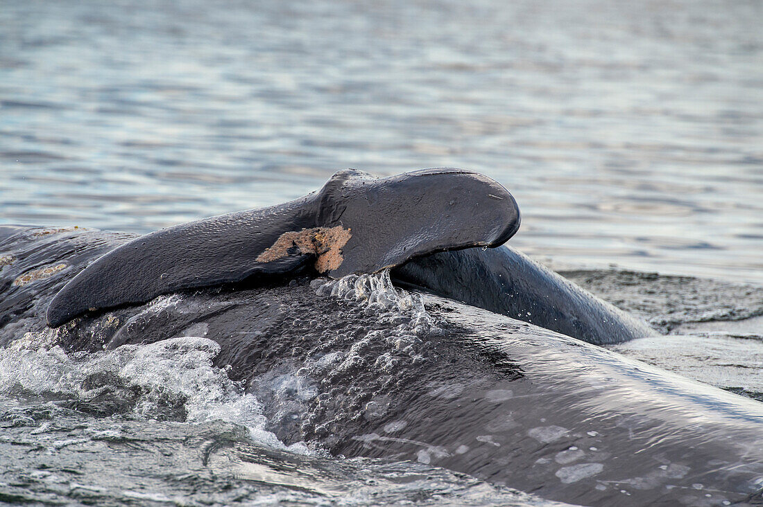 Grauwalbaby rollt vom Mutterwal ab, Schwanz auf dem Rücken der Mutter. Magdalena Bucht.