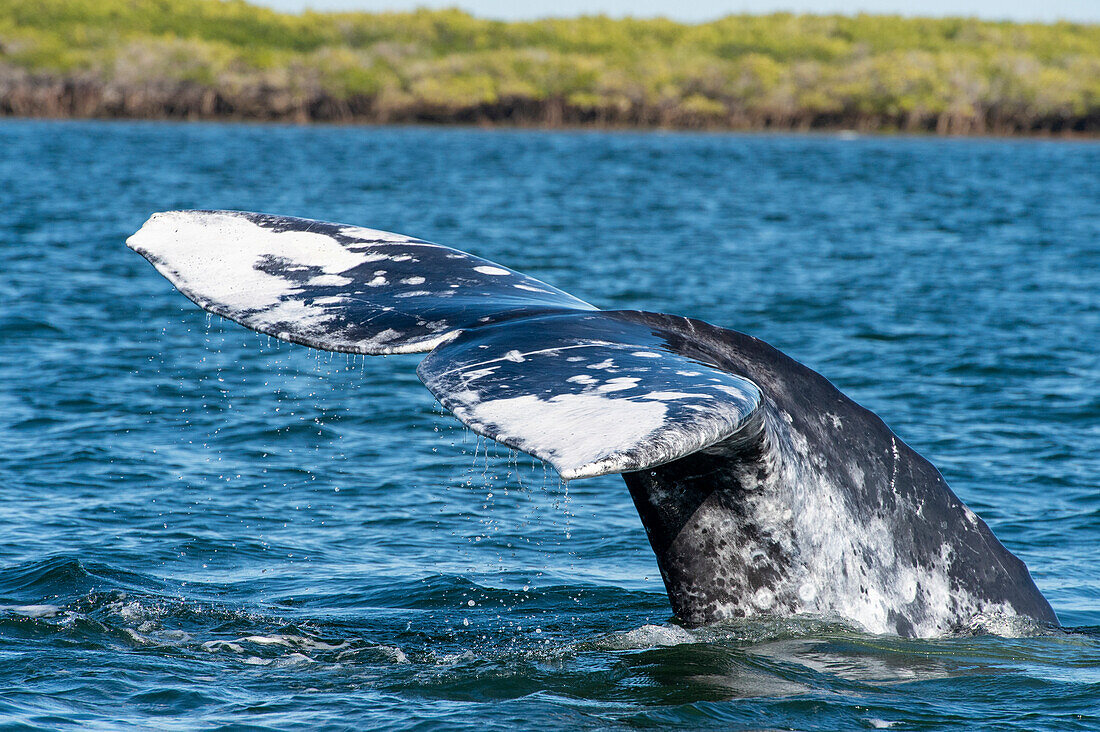 gray whale tail