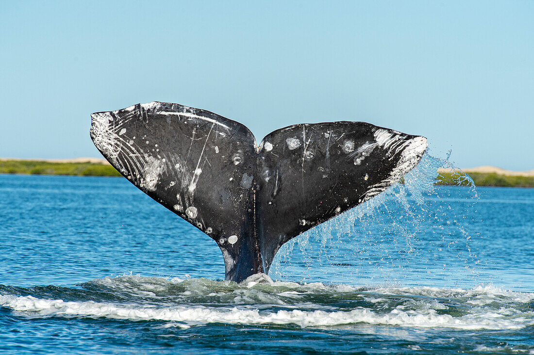 Fluke oder Schwanz des Grauwals, zeigen Narben von Killerwalen