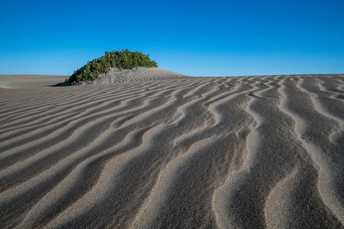 Dünen am Strand, Magdalena Bay, Baja California Sur