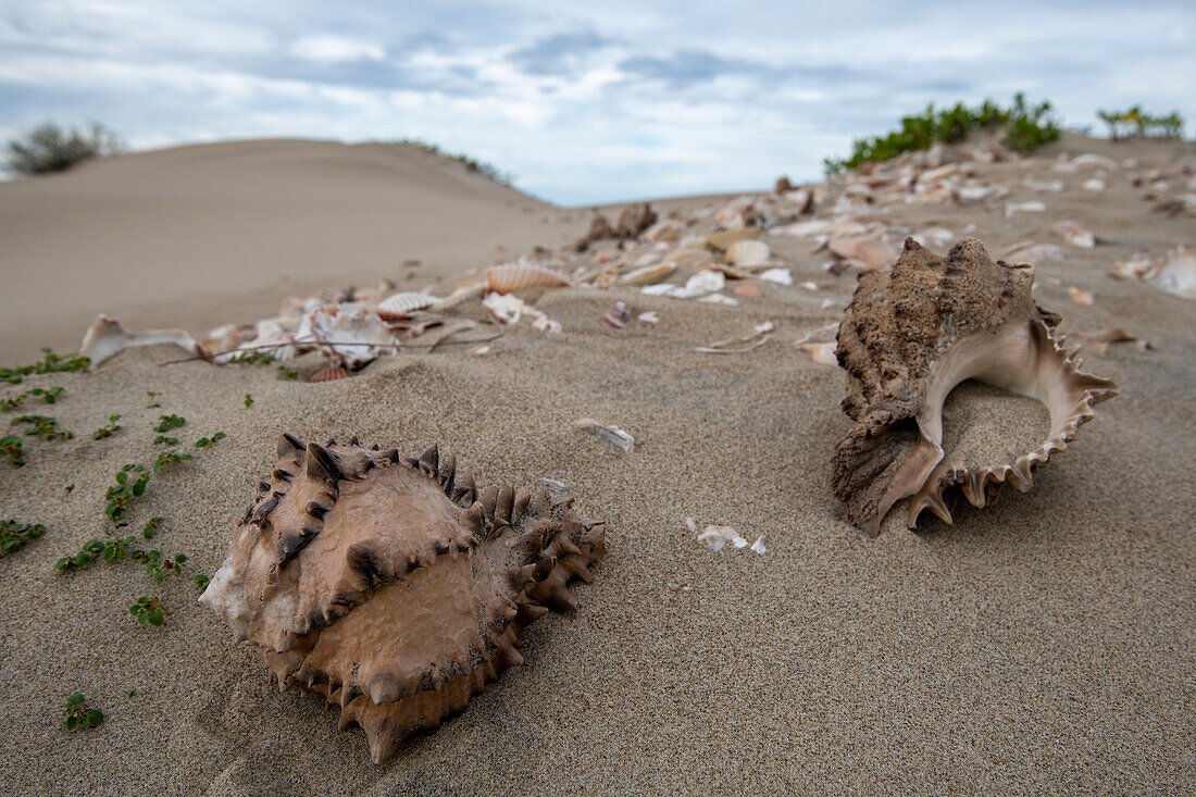 Muscheln am Muschelhaufen in Magdalena Bay, Baja California Sur