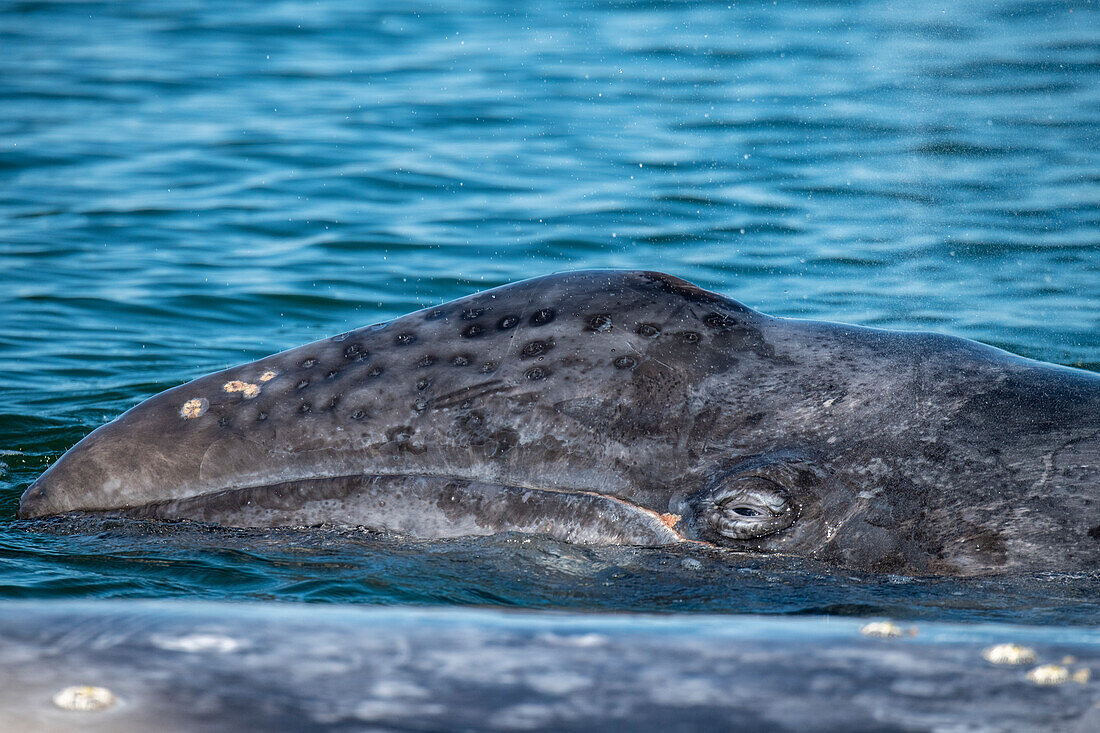 gray whale (Eschrichtius robustus) calf