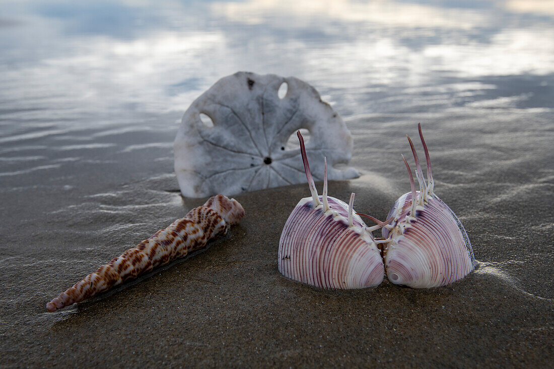 Sea shells on Sand Dollar Beach Baja California Sur, Magdalena Bay