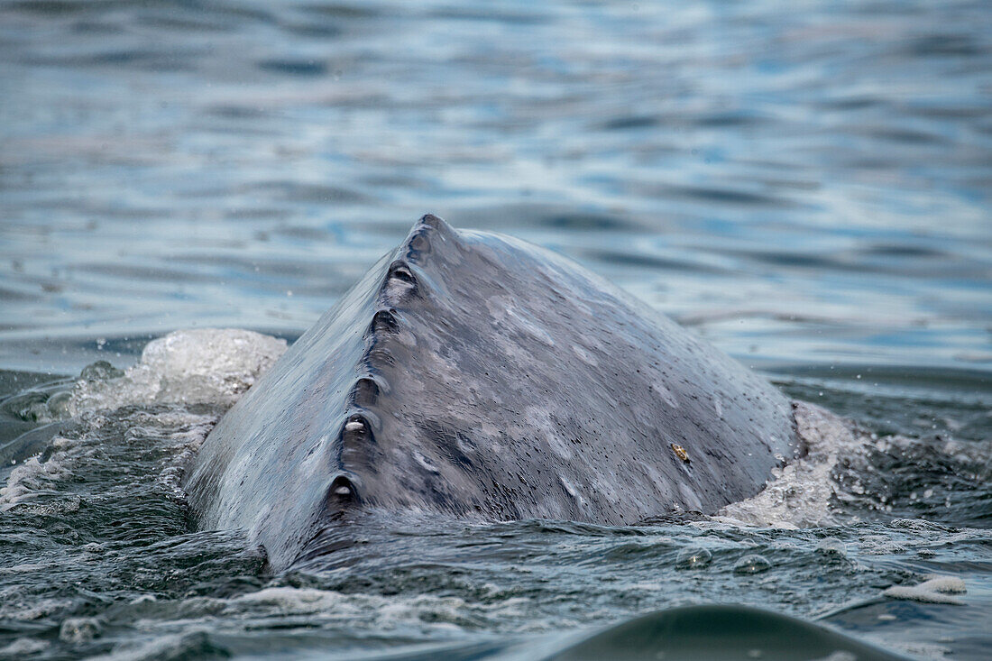 Rückseite des Grauwals.Grauwal (Eschrichtius robustus)