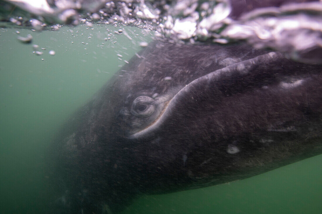 Gray whale calf underwater.Gray whale (Eschrichtius robustus)