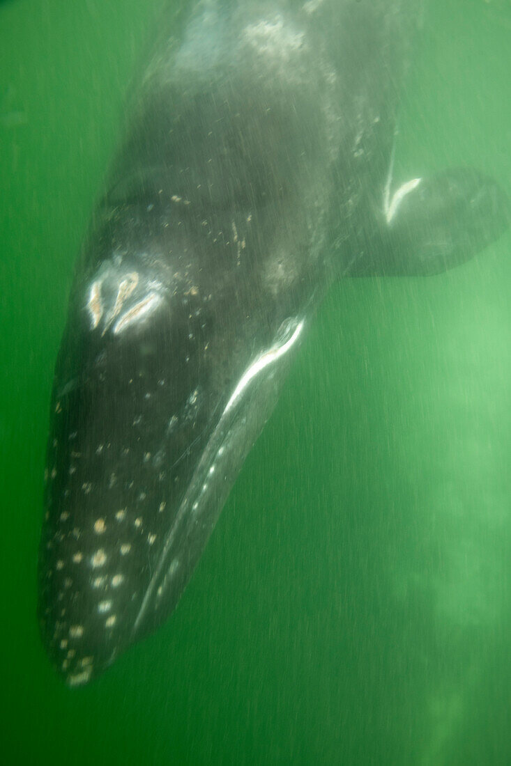 Gray whale (Eschrichtius robustus) calf underwater