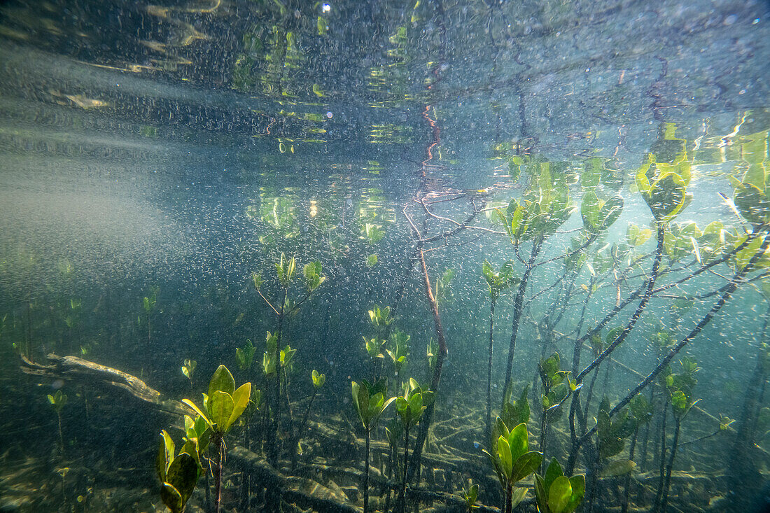 Mangroven unter Wasser mit jungen Fischen. Magdalena Bay, Baja California Sur, Mexiko, Unterwasser.