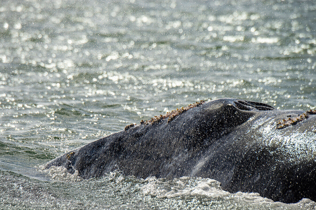 Close up of Gray whale (Eschrichtius robustus) showing head