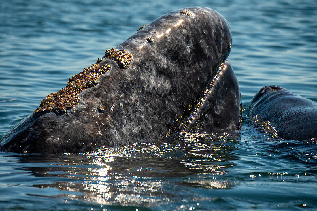 gray whale (Eschrichtius robustus), mom has head out of water