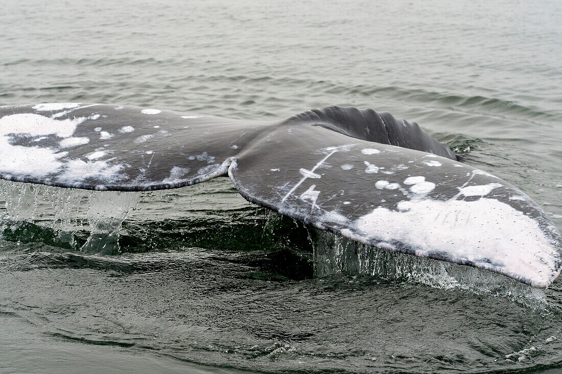 Gray whale tail or fluke. Magdalena Bay