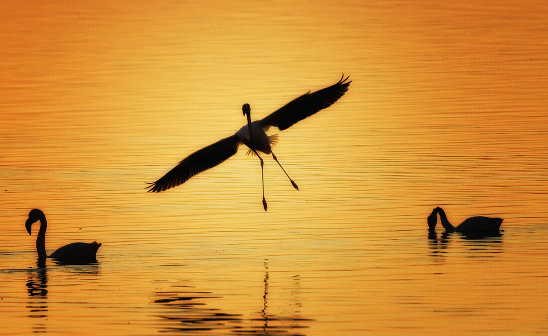 Flamingo landing at sunset