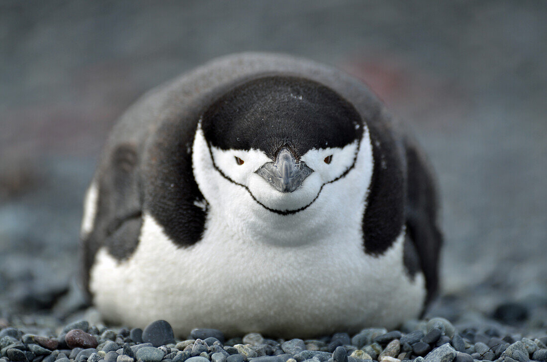 Zügelpinguin (Pygoscelis antarcticus) in der Antarktis