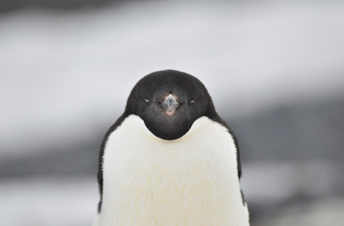 Adelie-Pinguin (Pygoscelis adeliae)