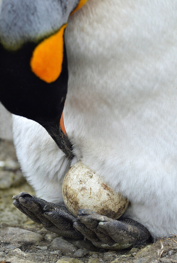 Königspinguin (Aptenodytes Patagonicus) mit Ei